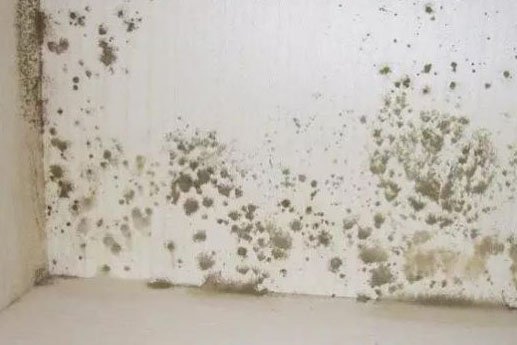 1521788229772442.jpg 墻角發霉.jpg