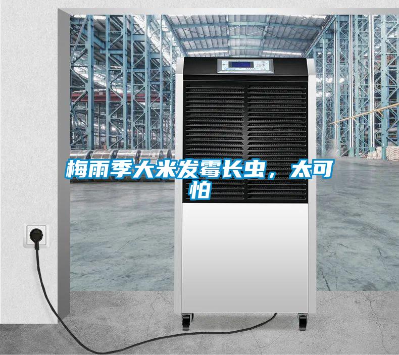 梅雨季大米發(fā)霉長(zhǎng)蟲(chóng),太可怕