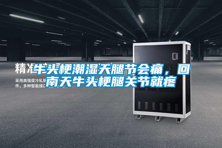 牛頭梗潮濕天腿節會痛，回南天牛頭梗腿關節就疼