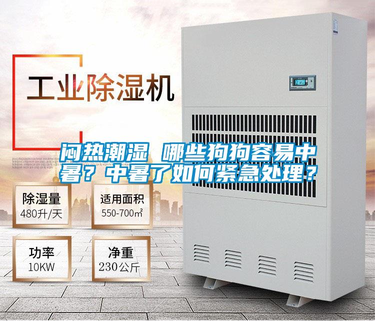 悶熱潮濕 哪些狗狗容易中暑?中暑了如何緊急處理?