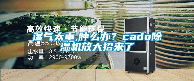 濕氣太重,腫么辦?cado除濕機放大招來了